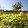 funghi ottobre 2011